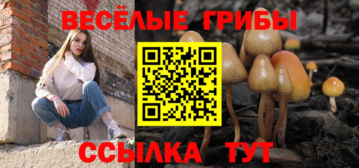 Псилоцибиновые грибы Cubensis Камышин